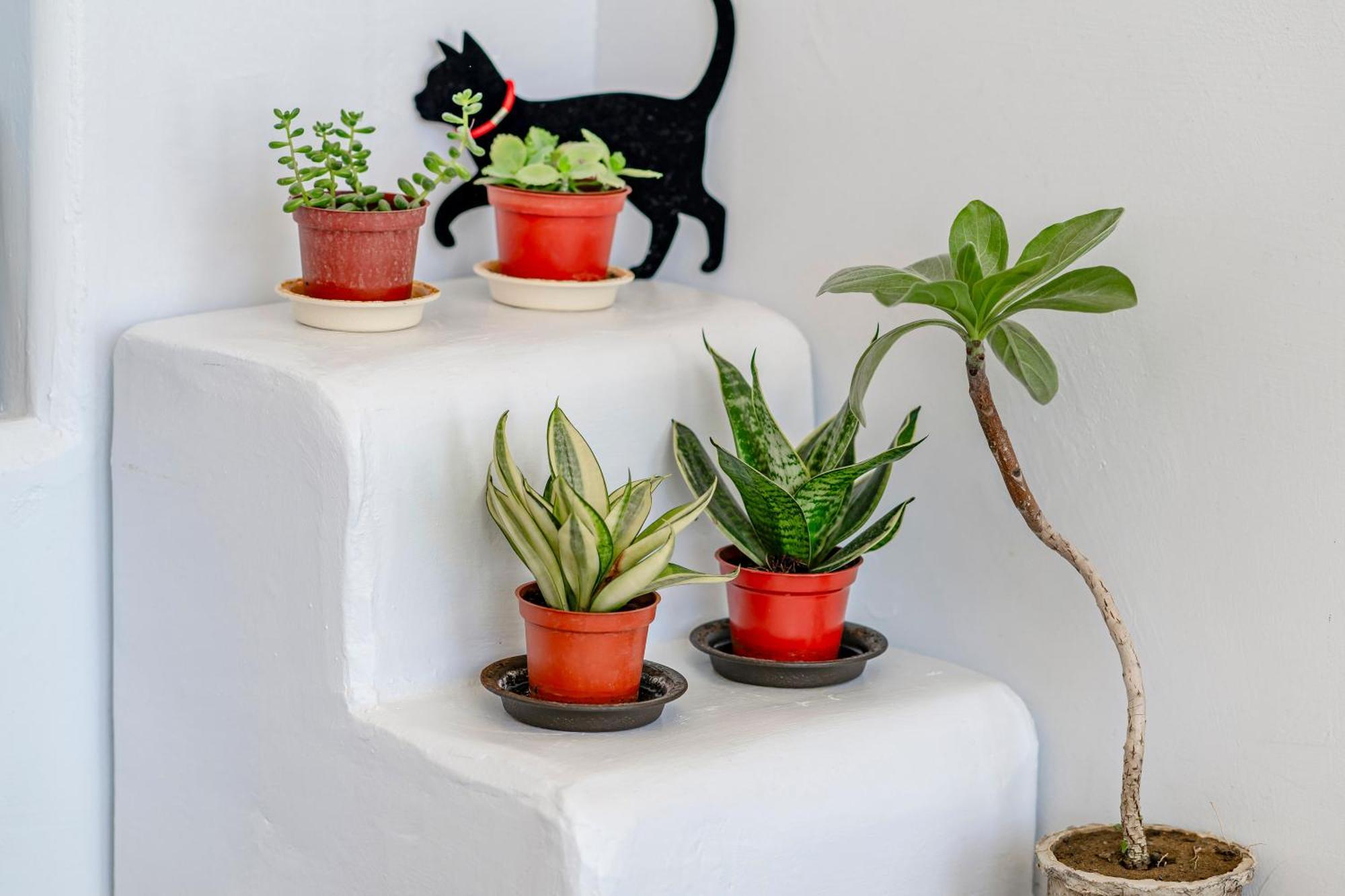 Cat At Greece Bed & Breakfast Nanwan Bagian luar foto